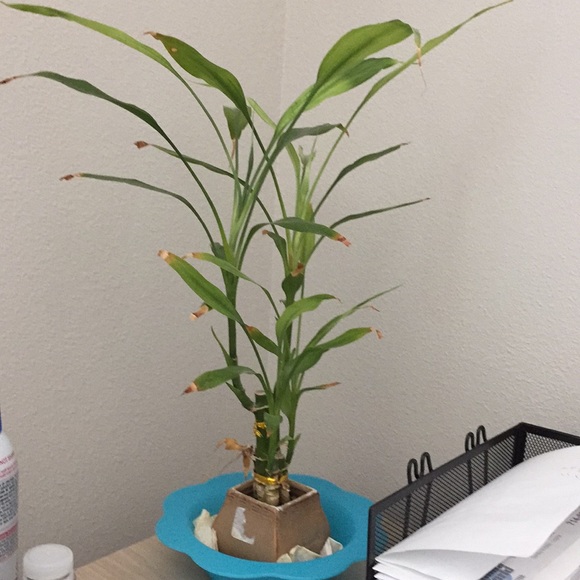 Meet your Posher, Quang - Picture 1 of 1